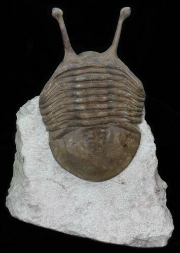 Stalk-Eyed Asaphus Kowalewskii Trilobite - #30900